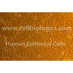 Human Primary Pancreatic Epithelial Cells